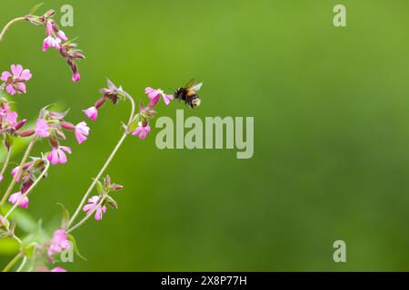 Hummel Bombus terrestris, Erwachsener fliegt, um Red campion Silene dioica zu füttern, Blumen, Suffolk, England, Mai Stockfoto