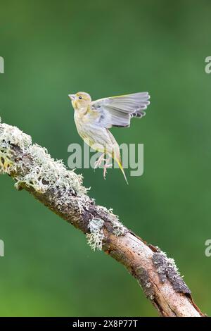 Europäischer Grünfink Carduelis chloris, Jungfische, die von Flechten bedeckten Zweigen fliegen, Suffolk, England, Mai Stockfoto