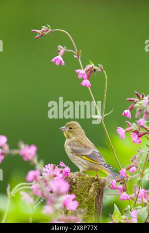 Europäischer Grünfink Carduelis chloris, Jungtier auf Pfosten zwischen Red campion Silene dioica, Blumen, Suffolk, England, Mai Stockfoto