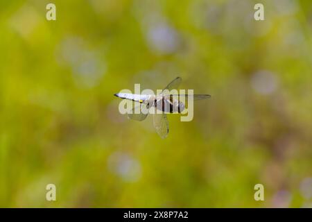 Breitbeiniger Jäger Libellula depressa, Erwachsene Männer fliegen, Suffolk, England, Mai Stockfoto