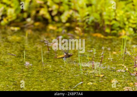 Breitbeiniger Verfolger Libellula depressa, erwachsenes Weibchen, das über den Teich fliegt, Suffolk, England, Mai Stockfoto