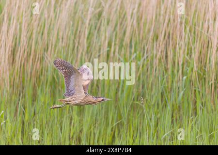 Große Bitterkeit Botaurus stellaris, erwachsenes Weibchen, das über Schilf fliegt, Minsmere RSPB Reserve, Suffolk, England, Mai Stockfoto