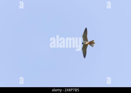 Eurasisches Hobby Falco subbuteo, Erwachsenenflug, Fütterung von Libellenbeute, Suffolk, England, Mai Stockfoto