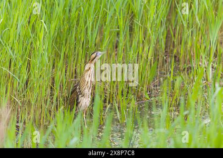 Große Bitterkeit Botaurus stellaris, erwachsener Rüde zwischen frischem Schilf, Minsmere RSPB Reserve, Suffolk, England, Mai Stockfoto