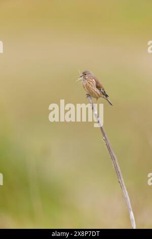 Carduelis cannabina, erwachsenes Weibchen auf dem Stiel mit Nestmaterial im Schnabel, Suffolk, England, Mai Stockfoto