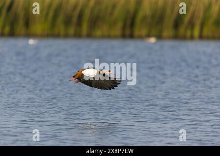 Ägyptische Gans Alopochen aegyptiacus, Erwachsene männliche Fliegen, Minsmere RSPB Reserve, Suffolk, England, Mai Stockfoto