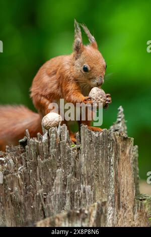 Ein rotes Eichhörnchen steht auf einem Baumstamm mit Nüssen, dessen felliger Schwanz sich über dem Rücken kräuselt, während es durch den Wald schaut. Die Eichhörnchen-Pfoten greifen die r Stockfoto