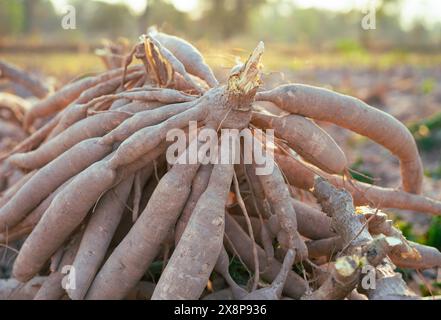 Maniokwurzeln. Nachhaltige Landwirtschaft. Maniokwurzel in der tropischen Landwirtschaft. Lebensmittelproduktion und Nachhaltigkeit. Maniokwurzel, Grundnahrungspflanze, lebenswichtig für Lebensmittel Stockfoto