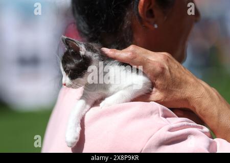 Details mit geringer Schärfentiefe (selektiver Fokus) mit den Händen einer Frau, die ein gerettetes Kätzchen während einer Tieradoption hält. Stockfoto