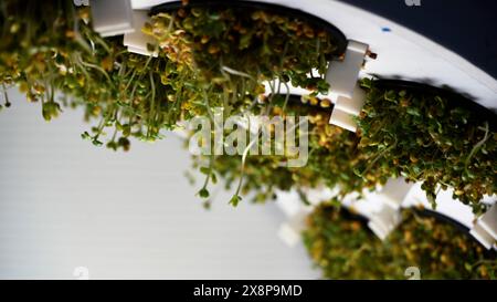 Vertikalzucht von Microgreens in einem rotierenden Ring. Medien. Kleine Microgreens-Pflanzenfabrik in ungewöhnlicher Spinnkonstruktion. Stockfoto