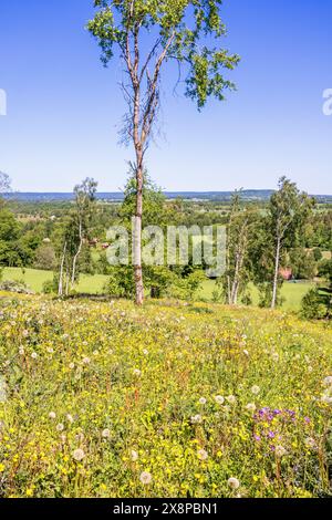 Blühende Wildblumen auf einer Wiese und eine wunderschöne Aussicht auf die Landschaft Stockfoto