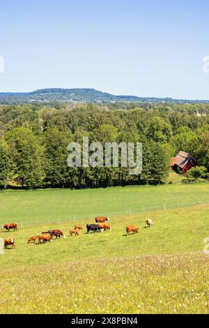 Im Sommer weiden Kühe auf einer Graswiese Stockfoto