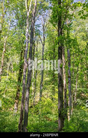 Üppig grüne Baumkronen in einem Laubwald Stockfoto