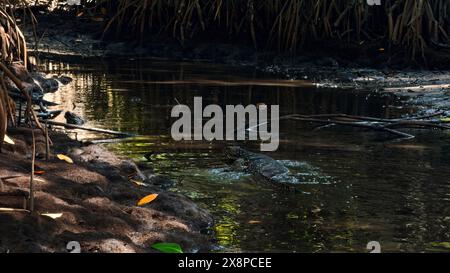 Gefährlicher Eidechsenräuber wild gestreifter varan schwimmt im Teich im Nationalpark. Aktion. Das Konzept der Natur und der Tierwelt. Stockfoto