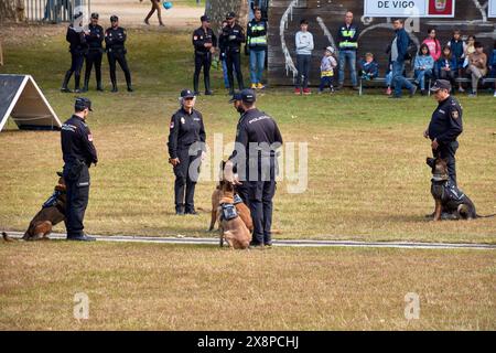 Vigo, Pontevedra, Spanien; 26. Mai 2024; Hundeparade der Vereinigung der Hundeführer der Nationalpolizei in einer Ausstellung im Cast Stockfoto