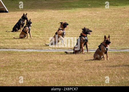 Vigo, Pontevedra, Spanien; 26. Mai 2024; Hundeparade der Vereinigung der Hundeführer der Nationalpolizei in einer Ausstellung im Cast Stockfoto