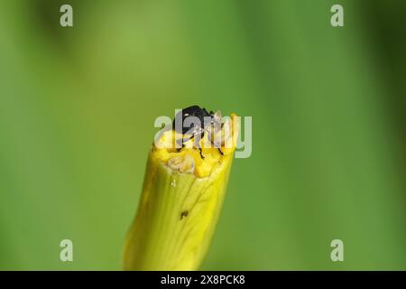 Iris Weevil, Iris Seed Weevil (Mononychus punctumalbum) isst eine Blume aus gelber Flagge (Iris pseudacorus), die durch Schnecken beschädigt wurde. Familie Curculionidae Stockfoto