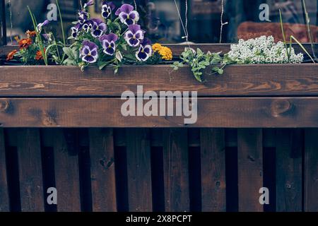 Ringelblumen, Stiefmütterchen und Aalyssum wachsen in einer Holzkiste. Sommerblumen wachsen auf einem offenen Platz in der Nähe eines Cafés im Freien. Mit Platz zum Kopieren. Hochwertige Fotos Stockfoto