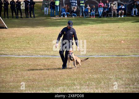 Vigo, Pontevedra, Spanien; 26. Mai 2024; Hundeparade der Vereinigung der Hundeführer der Nationalpolizei in einer Ausstellung im Cast Stockfoto