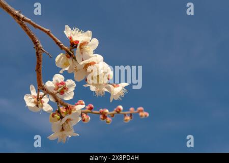 Genießen Sie die zarte Schönheit des Frühlings mit diesem bezaubernden Bild der weißen Blüten der Sakuara in voller Blüte vor einem leuchtend blauen Himmel. Die Diagona Stockfoto