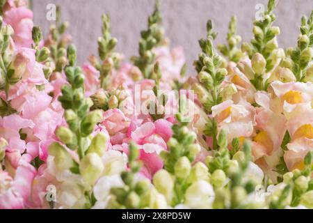 Wunderschöne pastellfarbene Schnappdrachen. Schnappschüsse aus nächster Nähe. Verschiedene Farben snapdragon Blumen Hintergrund. Stockfoto