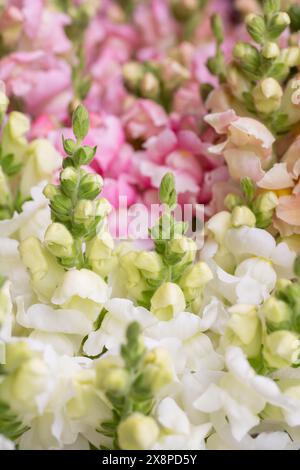 Wunderschöne pastellfarbene Schnappdrachen. Schnappschüsse aus nächster Nähe. Verschiedene Farben snapdragon Blumen Hintergrund. Stockfoto