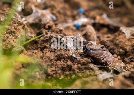 Schneckengranulat. Verwendung von blauen Schneckenbekämpfungspellets im Garten, um Pflanzenschäden durch Schnecken und Schnecken zu verhindern. Stockfoto