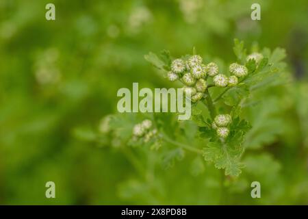 Tanacetum parthenium. Junge Feverfew Pflanzen stehen kurz vor der Blüte. Wird als Füllblume in Sträußen im Landhausstil verwendet. Stockfoto