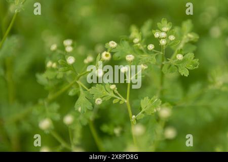 Tanacetum parthenium. Junge Feverfew Pflanzen stehen kurz vor der Blüte. Wird als Füllblume in Sträußen im Landhausstil verwendet. Stockfoto