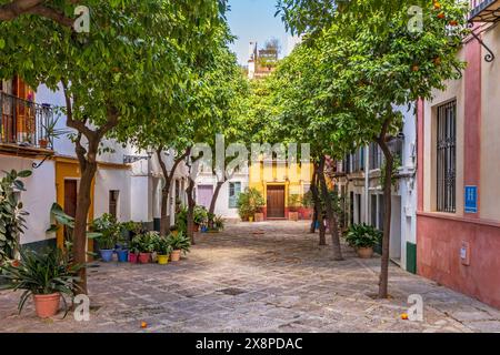 Plaza im Barrio de Santa Cruz von Sevilla, ein typischer Platz mit bunten Häusern und Orangenbäumen Stockfoto