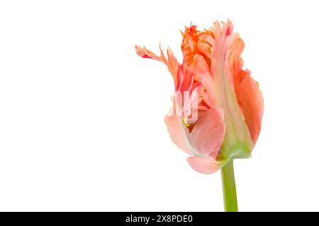 Fantastischer Papagei. Papageientulpe geschlossener Blumenkopf isoliert auf weißem Hintergrund. Spezielle Tulpe. Stockfoto