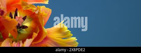 Fantastischer Papagei. Papageientulpe offener Blumenkopf isoliert auf dunkelblauem Hintergrund. Spezielle Tulpe. Makroaufnahme innerhalb einer Tulpe. Stockfoto