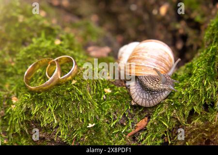 Eheringe Jungvermählte in der Natur liegen auf dem Moos neben der Schnecke. Platz für Text Stockfoto