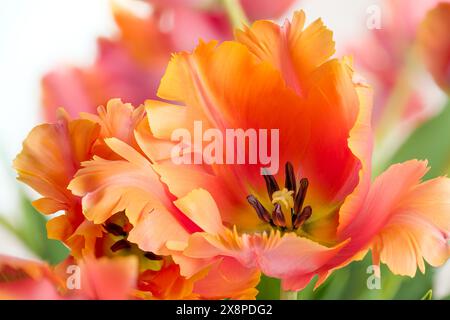 Frühlingsstrauß aus erstaunlichen Papageientulpen auf weißem Hintergrund. Blumenhintergrund. Wunderschönes Tulpenmakro. Stockfoto