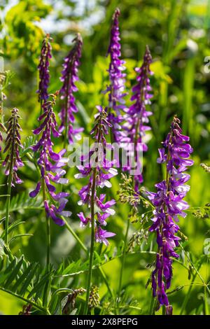 Wicken, vicia cracca wertvolle Honigpflanze, Futter und Heilpflanze. Zerbrechliche lila Blüten im Hintergrund. Wollblüte oder Futterwuchsblüte in Frühlingsgar Stockfoto