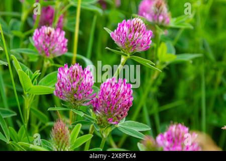 Das ist das Wildblumen Trifolium alpestre, das Purple Globus Klee oder Eulenklee aus der Familie Fabaceae. Stockfoto