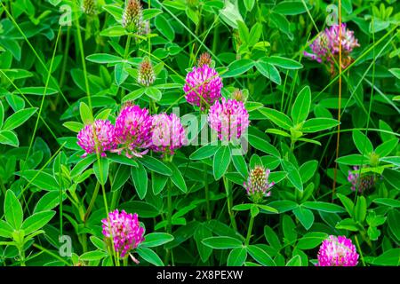 Das ist das Wildblumen Trifolium alpestre, das Purple Globus Klee oder Eulenklee aus der Familie Fabaceae. Stockfoto