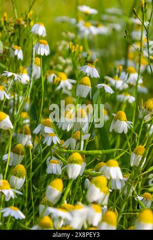 Die Heilkamillenmatricaria recutita blüht auf der Wiese zwischen wilden Gräsern. Stockfoto