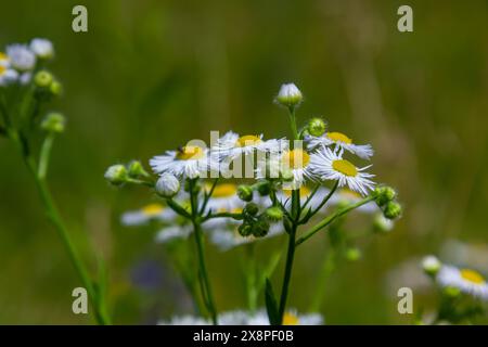 Erigeron annuus, bekannt als jährliches Fleaban, Daisy Fleaban oder östliches Daisy Fleaban. Stockfoto