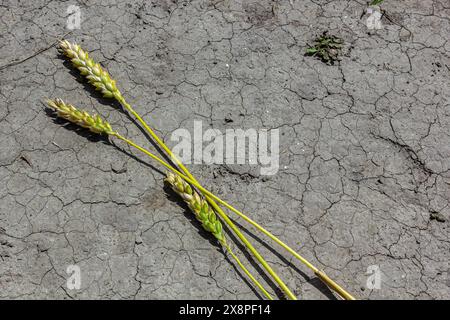 Thema verlorene getrocknete Weizen. Weizenohren liegen auf trockenem, zerrissenem Boden. Trockene Böden und Gerstenohren. Selektiver Fokus, geringe Schärfentiefe. Stockfoto