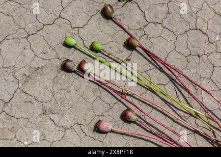 Trockenfeld Land mit Mohnsamen Papaver Mohnkopf, trocknende Böden zerrissen, trocknende Böden gerissen, Klimawandel, Umweltkatastrophe und Stockfoto