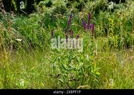Blumen des Waldes Salbei, Salvia nemorosa, Nahaufnahme. Hintergrund der Salvia nemorosa, einer salvia mit wunderschönen violetten Blüten. Violette Blüten der Eiche sa Stockfoto