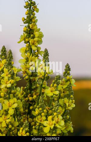 Verbascum densiflorum die bekannte dicht blühende Königskerze. Stockfoto