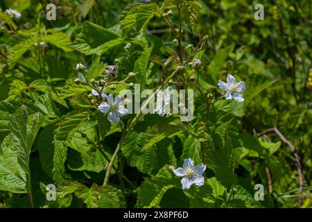 Die Blüte der europäischen Taubeere Rubus caesius im Sommer. Stockfoto