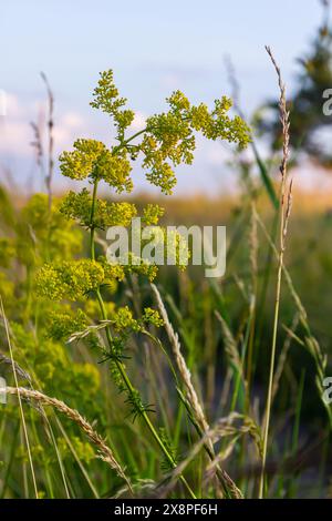 Galium verum, Frauenstroh oder gelbes Bettstroh, niedrige Krabbelpflanze, Blätter breit, glänzend dunkelgrün, behaart darunter, Blumen gelb und produzierte i Stockfoto