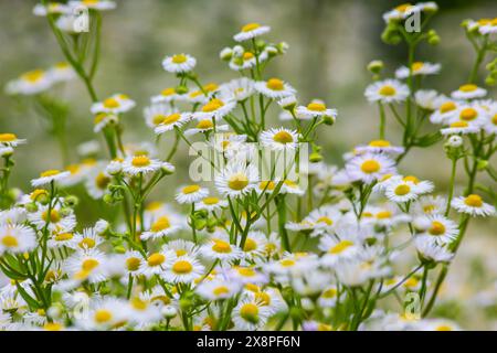 Erigeron annuus, bekannt als jährliches Fleaban, Daisy Fleaban oder östliches Daisy Fleaban. Stockfoto