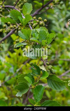 Gesprenkelte Erlen verbreiten ihren Samen durch kegelförmige Strukturen. Stockfoto