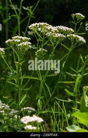 Gemeine Schafgarbe Achillea millefolium weiße Blüten aus der Nähe, floraler Hintergrund grüne Blätter. Heilorganische Naturkräuter, Pflanzenkonzept. Wilder Yarro Stockfoto