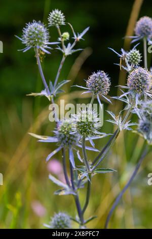 Eryngium Planum Oder Blue Sea Holly - Blume, Die Auf Der Wiese Wächst. Wilde Kräuterpflanzen. Stockfoto