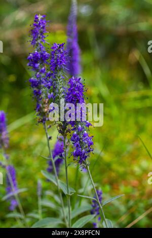 Blühende Spitzen der Veronica Spicata Ulster Zwergblume. Stockfoto